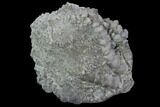 Crinoid (Taxocrinus) Fossil - Crawfordsville, Indiana #94742-1